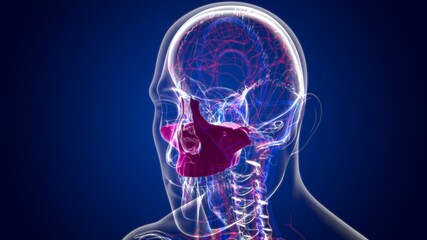 Human Skeleton Skull Maxillal Bone Anatomy For Medical Concept © mybox