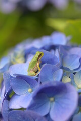 アマガエルと紫陽花の花