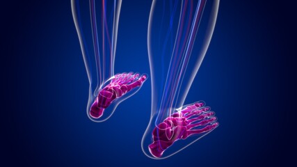 Human Skeleton Foot bones Anatomy For Medical Concept © mybox