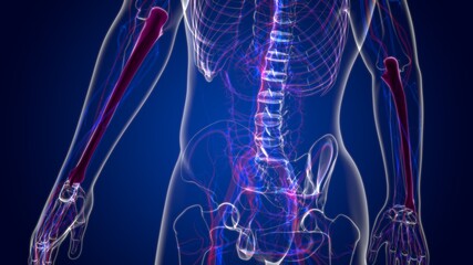 Human skeleton anatomy Ulna Bone 3D Rendering © mybox