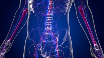 Human skeleton anatomy Ulna Bone 3D Rendering © mybox