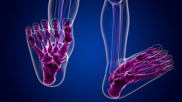 Human Skeleton Foot bones Anatomy For Medical Concept
