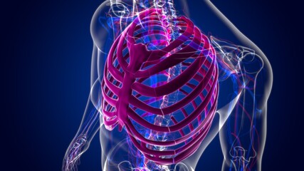Human skeleton anatomy Rib Cage 3D Rendering © mybox