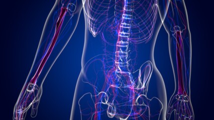 Human skeleton anatomy Radius Bone 3D Rendering For Medical Concept01 © mybox