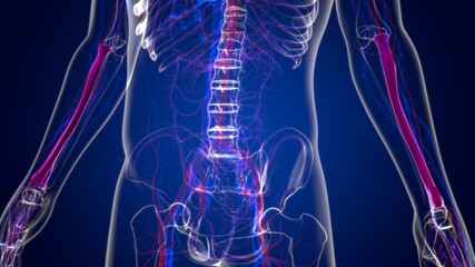 Human skeleton anatomy Radius Bone 3D Rendering © mybox