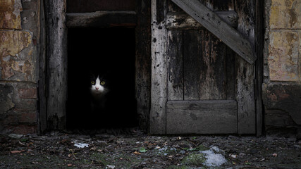 Cat looking out from the darkness behind old wooden door of an abandoned house. Concept photo of caring, shelter and love for homeless animals.