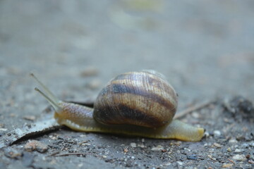 snail