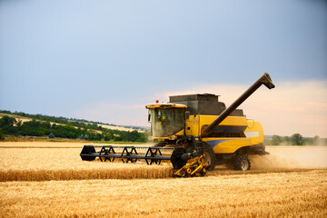 Fototapeta premium Combine harvester working in wheat field with cloudy moody sky. Harvesting machine driver cutting crop in a farmland. Agriculture theme, harvesting season.