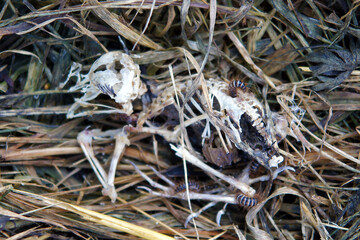 Remains of a dead chick