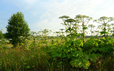 Obraz premium Aggressive dangerous plant Giant Hogweed (heracleum sphondylium)