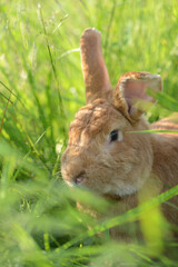 Rabbit. Red rabbit on green grass.