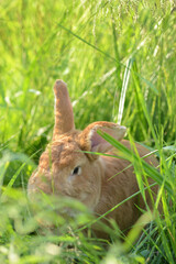 Rabbit. Red rabbit on green grass.
