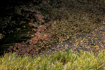 Suluklu Gol Lake Camping Akyazi Sakarya