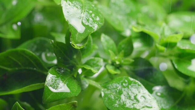 Water drops from basil leaf in the garden. Slow motion.