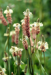 Inflorescences of Plantago lanceolata