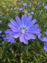 Цветы цикория обыкновенного