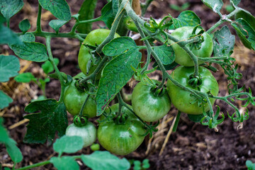 Green unripe tomatoes on a branch in a greenhouse, natural homemade wholesome vegetables.