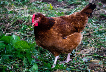 A motley brown hen walks in a fence on a farm in the countryside.