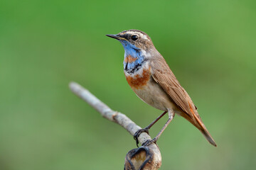 Fototapeta premium exotica brown bird with orange feathers on its belly and blue feathers on iits chin smart perching on thin branch in nature