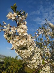 
blooming spring cherry flowers in the garden