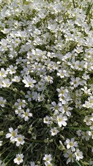 white flowers in the forest