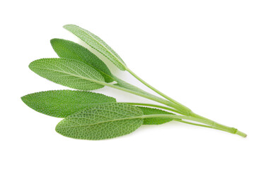 Sage herb isolated on white background - obrazy, fototapety, plakaty