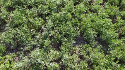 green moss on the ground