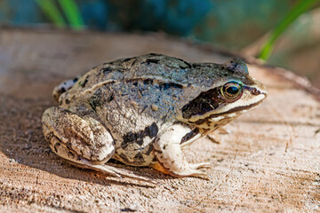 Ground frog, toad (Latin Bufonidae) sitting on a wooden Board, selective focus