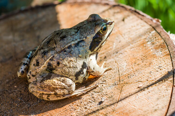 Ground frog, toad (Latin Bufonidae) sitting on a wooden Board, selective focus