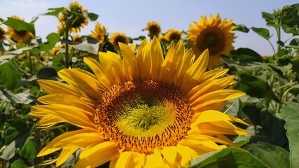 sunflower in the garden