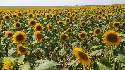 sunflowers in the field of sunflowers