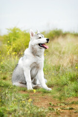 A young Siberian Husky is sitting at a pasture. The dog has grey and white fur; his eyes are brown. There is a lot of grass, and yellow flowers around him; the sky is grey.