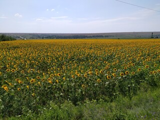 A field of sunflowers pleases the eye