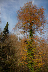 Fototapeta premium Autumn forest in the park.