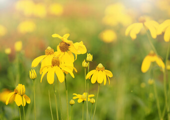 Cosmos flower springtime in garden, yellow color on blurred of nature background