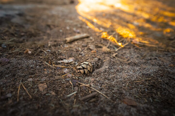 Background image of forest soil with a cone, space for text copy space