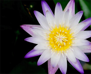 purple lotus blooming flower in spring season