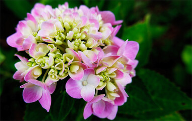 blooming pink violet and green flowers with green background
