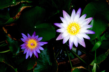 double purple lotus blooming flower in spring season