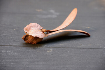 flying brown flower from forest apinau falled