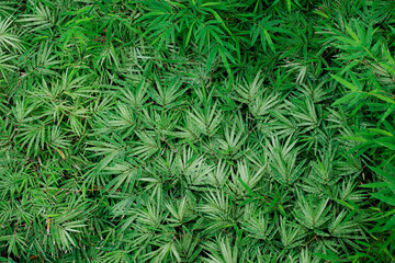 bamboo leaf with special color white and green leaf