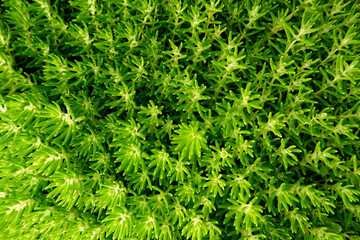 green tone background wallpaper feel relax and fresh