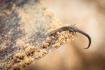 Portrait of lizard on yellow sand.