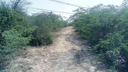 path through the woods