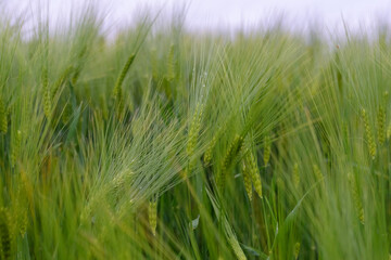 Green young wheat close-up.