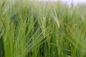 Green young wheat close-up.