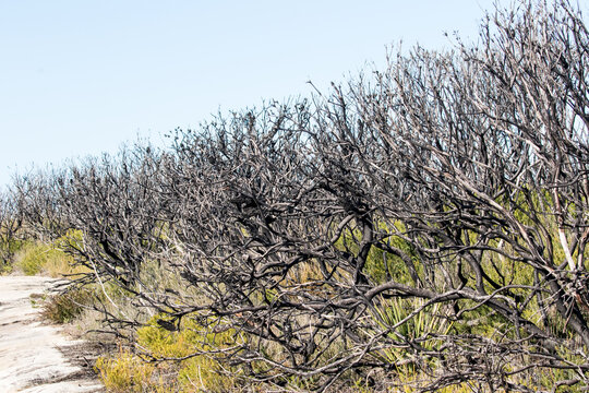 Re-growth Aftr Bush Fire In Kamay National Park, Sydney Australia