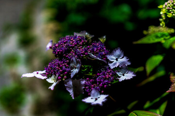 夜の紫陽花　Japanese hydrangea