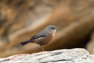 Rock Warbler resting on sandstone rock