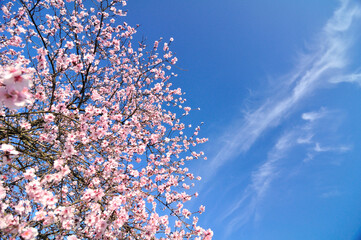 Spring flowers with blue background and clouds